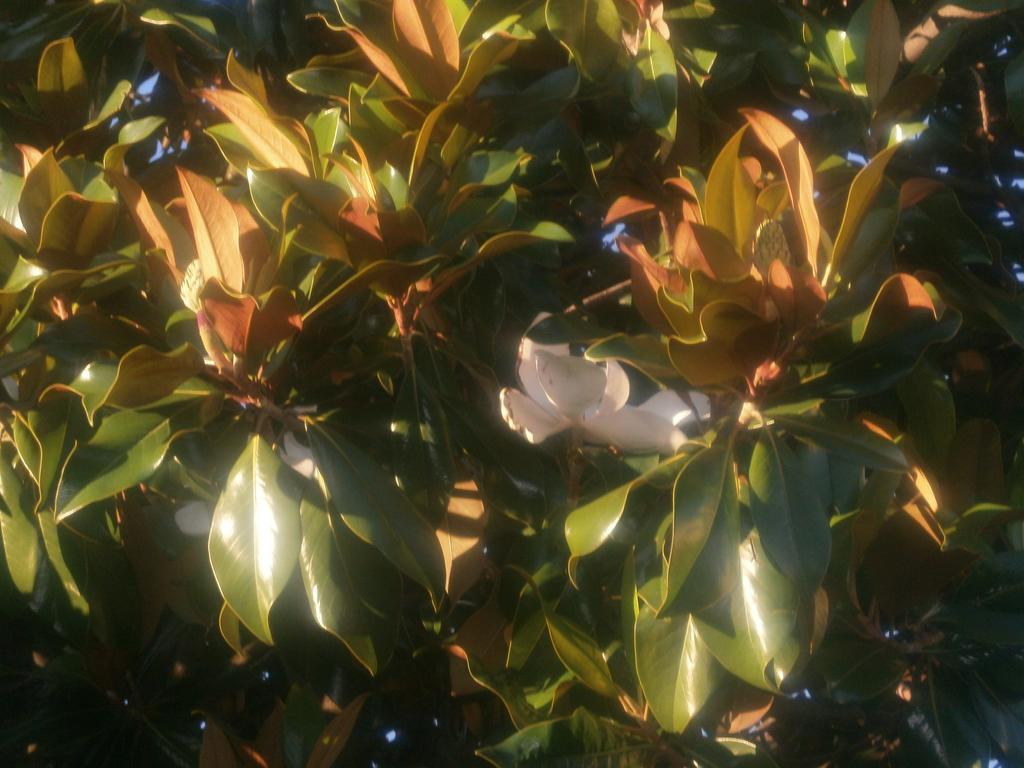 La Magnolia Διαμέρισμα Πιστόια Εξωτερικό φωτογραφία